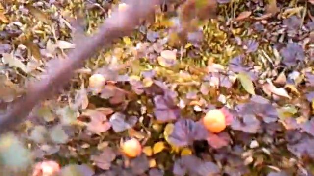 Морошка. Тикси. Сентябрь 2011.mp4 смотреть онлайн