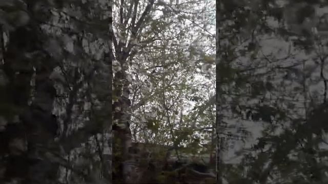 Красивое цветение черешни! смотреть онлайн