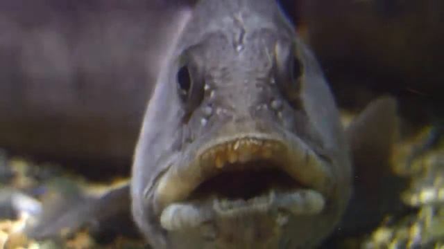 Atlantic Wolffish (wolf fish) underwater. Зубатка рыба. Steinbit Steinbeißer Havskatt オオカミウオ смотреть онлайн