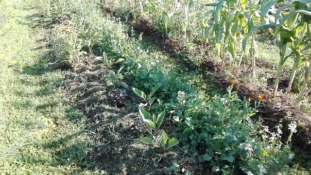 Сад и огород июль 2018. Природное земледелие. Жизнь в Болгарии смотреть онлайн
