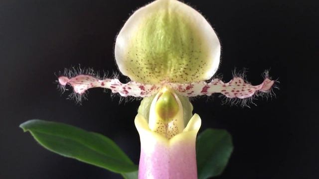 Цветущие орхидеи для чудесного настроения.. Лиодоро, Ангрекум, Дикий Кот, Эквестрис...и др))) смотреть онлайн