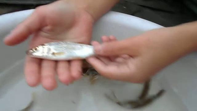 Какую рыбку я поймал? Названия речных рыб, 12 лет смотреть онлайн
