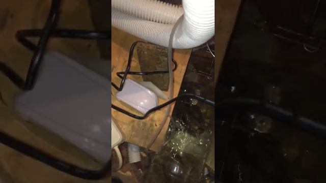 Выращивание клариевого сома смотреть онлайн