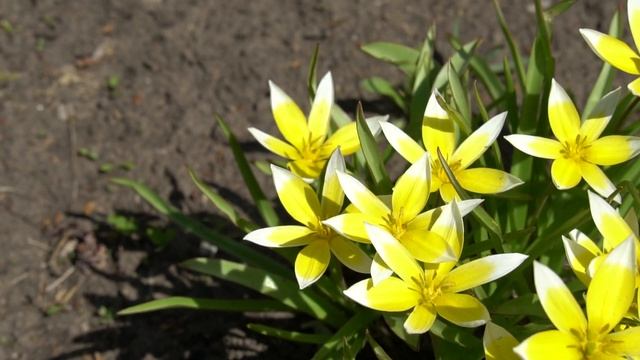 Распустившиеся тюльпаны Тарда Дасистемон. Весна в городе Зеленогорске Красноярского края смотреть онлайн