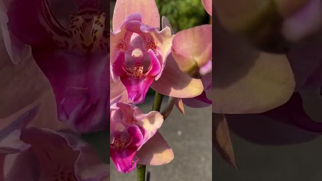 Peloric orchid from Mainshow смотреть онлайн
