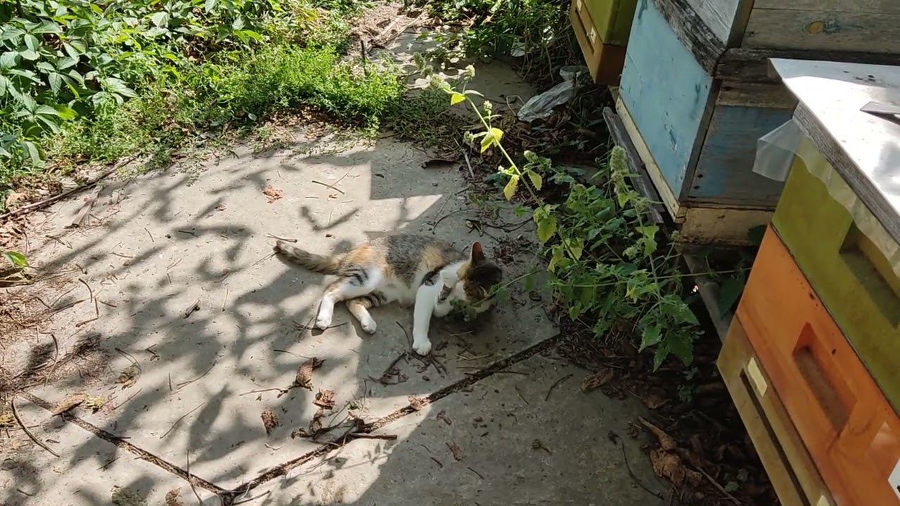 Кошка и котовник.