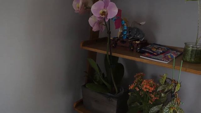 Plant Tour-2022 Summer-一起来逛我家植物园| 秋海棠 蔓绿绒 多肉 球兰应有尽有 内含新手植物推荐 смотреть онлайн
