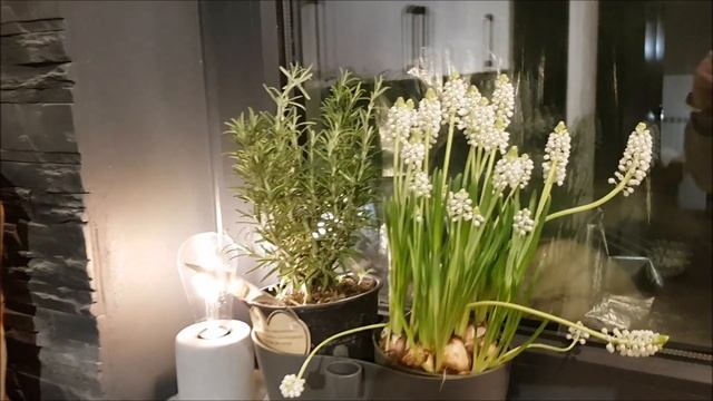 Muscari aucheri White Magic Grape Hyacinth flowers смотреть онлайн