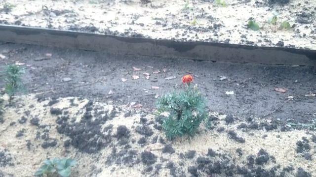 Зачем менять место для земляники?? смотреть онлайн