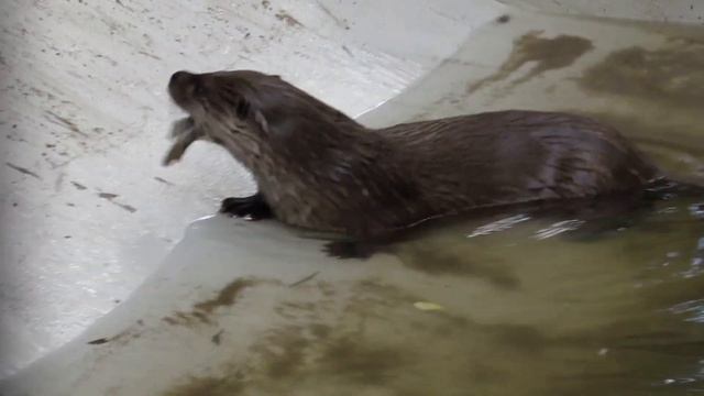 Речная выдра кушает и плавает 17.06.2019 смотреть онлайн