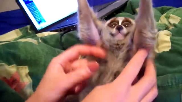 Чешем пузико чудо зверю Лори смотреть онлайн