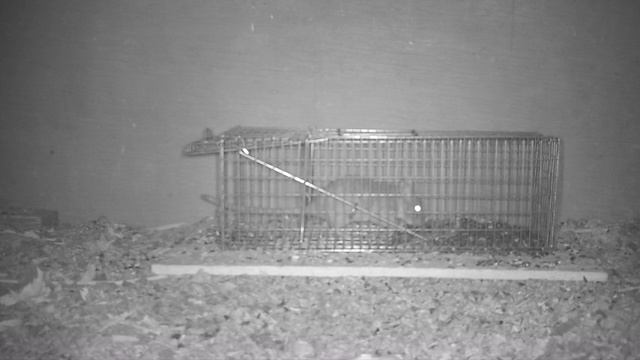Catching Rats, Squirrels, & Chipmunks With the Tomahawk Trap. Mousetrap Monday смотреть онлайн