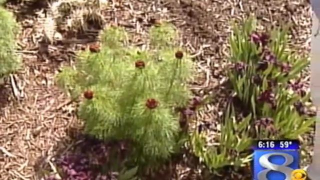 Hands On Gardening - Peonies смотреть онлайн