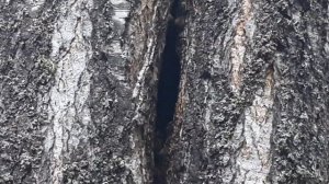 Поиск диких пчёл. Дупло с лесными пчёлами.