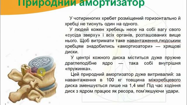 Опора та рух. Огляд будови скелета людини смотреть онлайн