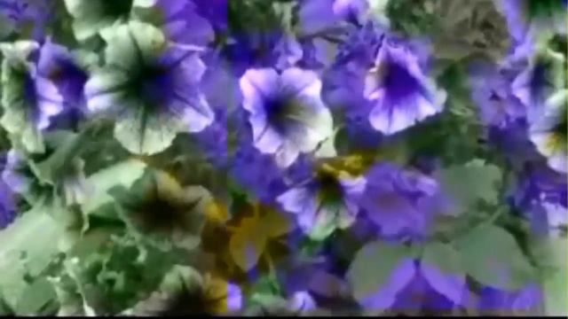 Петунии. смотреть онлайн