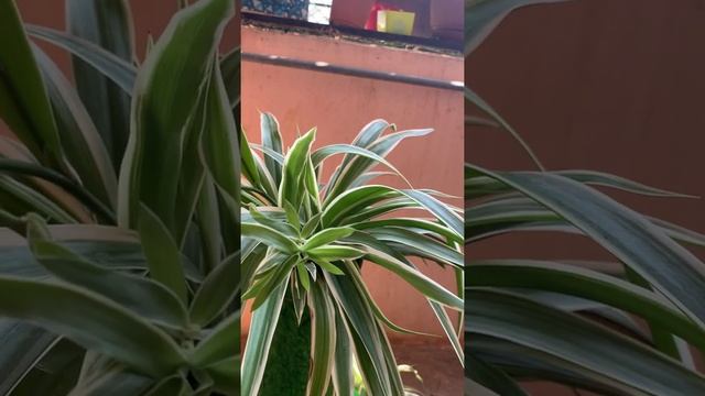 027. Spider Plant ( Chlorophytum Comosum) Care and Propagation смотреть онлайн