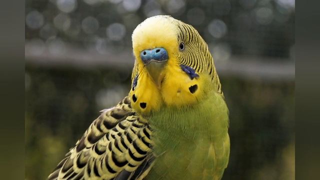 Волнистый попугайчик по прозвищу Ручеек .Рассказы о животных. Клетки Почтой смотреть онлайн