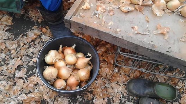 Лук перед посадкой. смотреть онлайн