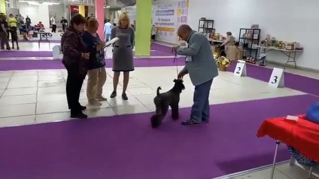 Спешиалити #керриблютерьер Брат #ArshkerryAragorn -BOB ,BIG 3,сестра- #AshkerryAssol-BOS смотреть онлайн