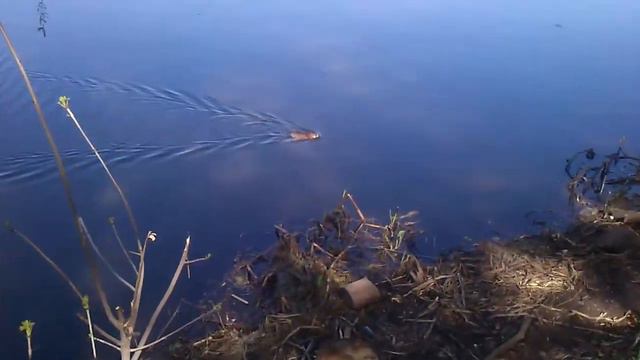 Норка. Щелково смотреть онлайн