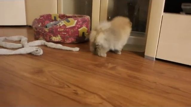 kennel Bestyle Детки "Л" смотреть онлайн