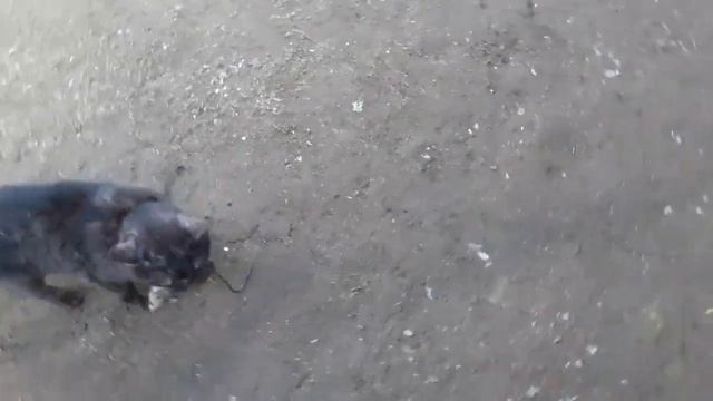 ШОК! Огромная крыса! Алекс её словил! (#7) смотреть онлайн