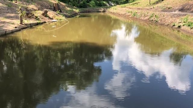 Мой пруд без пленки на дачном участке спустя год. Достижения и ошибки. Обзор. Пруд своими руками смотреть онлайн