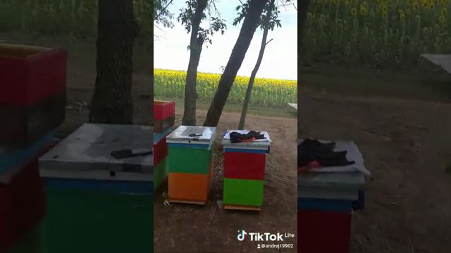качаем подсолнух вторая качка смотреть онлайн