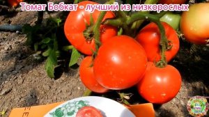 Томат Бобкат - лучший из низкорослых