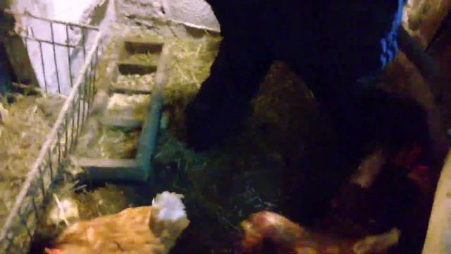 Как поймать петуха, курицу. смотреть онлайн