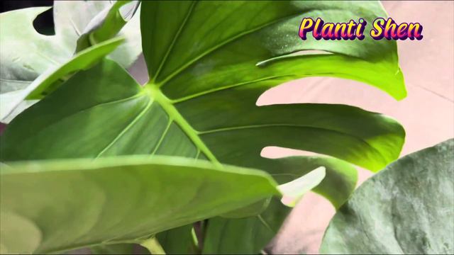My new super lush monstera deliciosa 💚💚💚 3/16/2022 смотреть онлайн