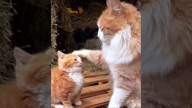 Рыжики смотреть онлайн