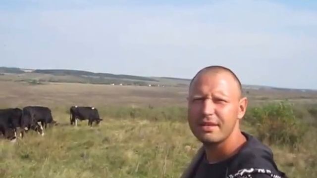 Рацион кормления телят в 6 месяцев смотреть онлайн