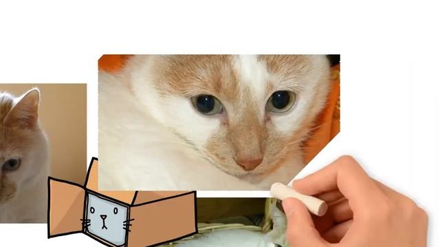 37. На выставке кошек /стихи/Лена Воронова смотреть онлайн
