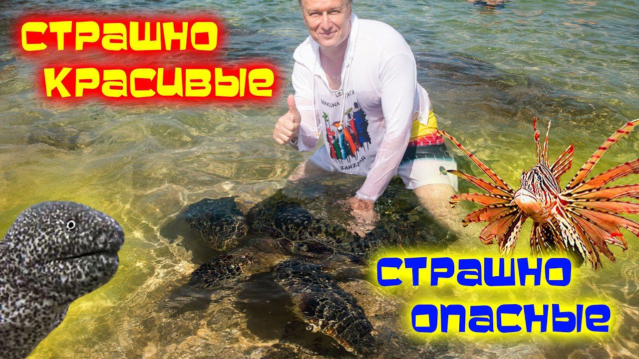 Шри-Ланка ОПАСНОСТИ на СУШЕ и ВОДЕ /Хиккадува смотреть онлайн