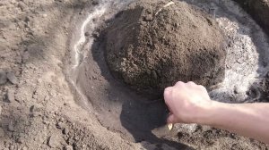 Идеальный способ посадки тыквы. Посадка тыквы / как вырастить тыкву / как посадить тыкву