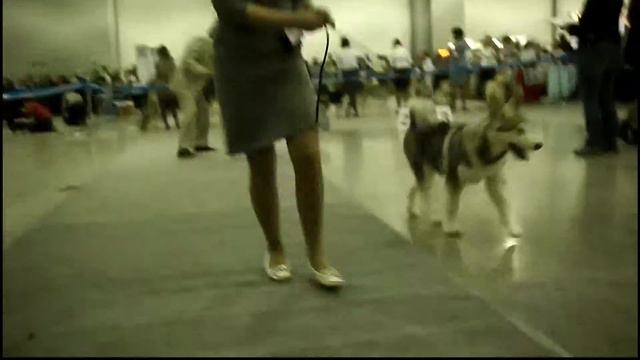 9/10/2011. Россия 2011. CACIB. (выставка собак) смотреть онлайн