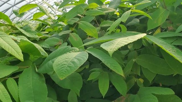 Manchurian Walnut (Juglans mandshurica) seedlings growing at TreeTime.ca for sale Aug 25 Alberta смотреть онлайн