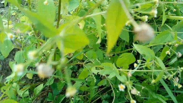 Галинсога. Galinsoga. Галинзога. Американка. смотреть онлайн