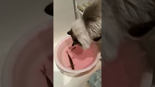 Наш сибирский невский маскарадный кот ловит рыбку.#siberiancat смотреть онлайн