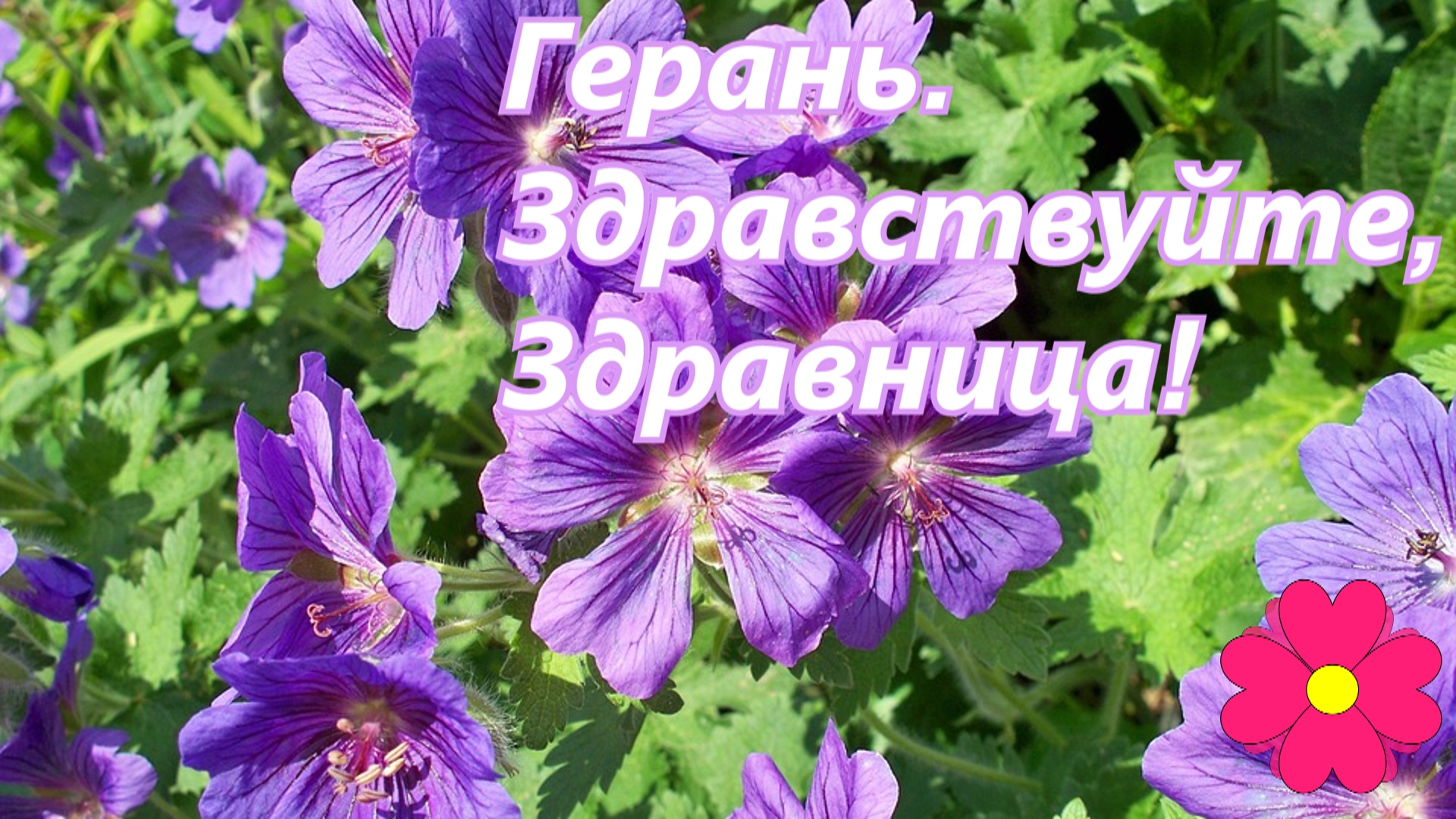 Герань. Здравствуйте, Здравница!.mp4