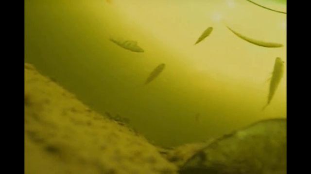 ЛОВЛЯ ЩУКИ ЗИМОЙ НА ЖЕРЛИЦЫ смотреть онлайн