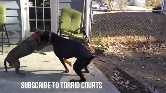 pitbull dog and doberman play fighting смотреть онлайн