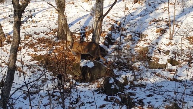 ПУМА ПУМКА ДЕКАБРЬ 2020Г. смотреть онлайн