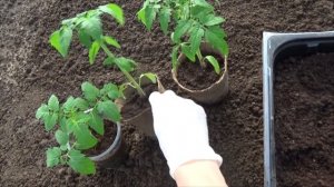 Рассада помидоров не растет – чего ей не хватает