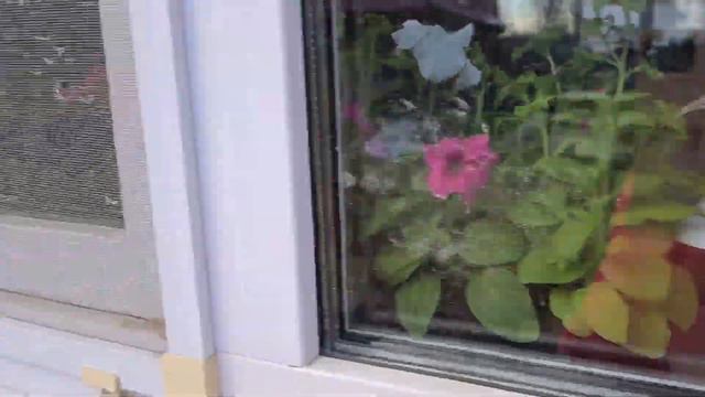 Сделали плов на костре. Установили теплицу. Не покупайте это некогда в СВЕТАФОРЕ! Жизнь в деревне смотреть онлайн