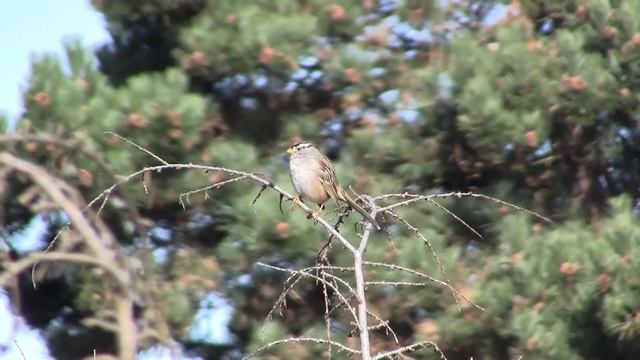White-crowned Sparrow. Белоголовая зонотрихия (405sp) смотреть онлайн