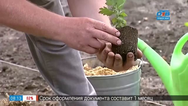 Руки садовода - как правильно посадить хризантему смотреть онлайн