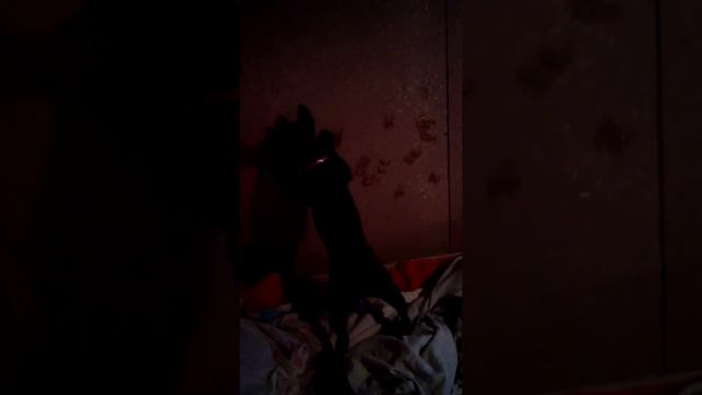 Моя собака есть солнечных зайцев🐰🐰🐾 смотреть онлайн